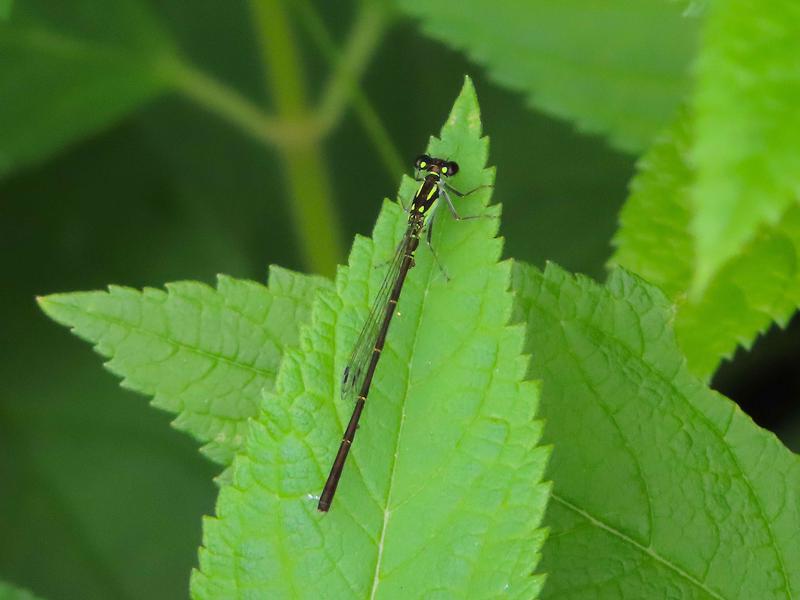 Photo of Fragile Forktail