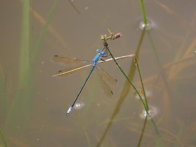 Photo of Amber-winged Spreadwing