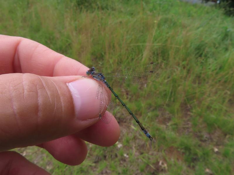 Photo of Lyre-tipped Spreadwing