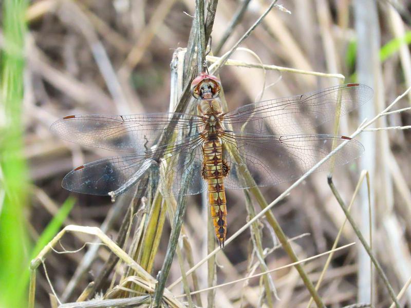 Photo of Spot-winged Glider