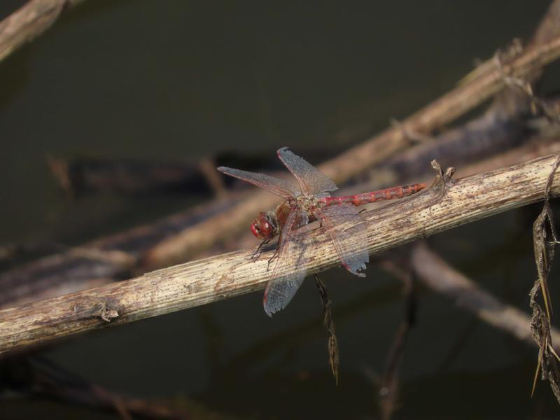 Photo of Variegated Meadowhawk