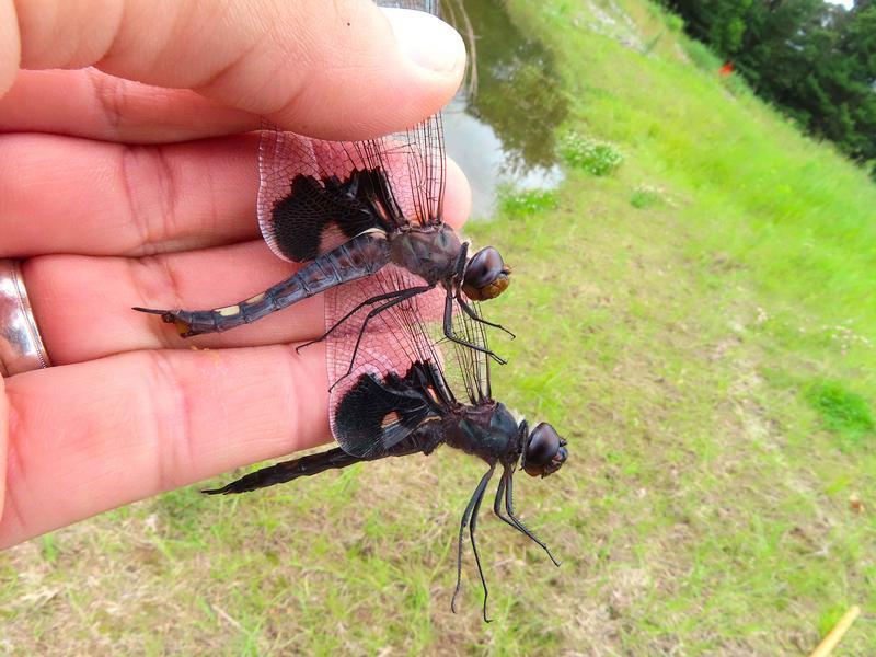 Photo of Black Saddlebags