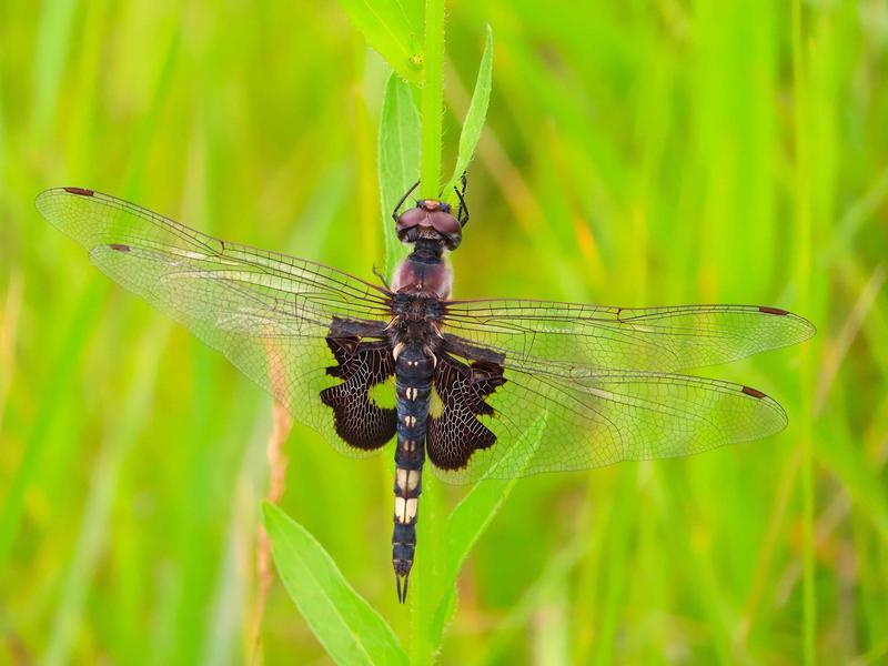 Photo of Black Saddlebags