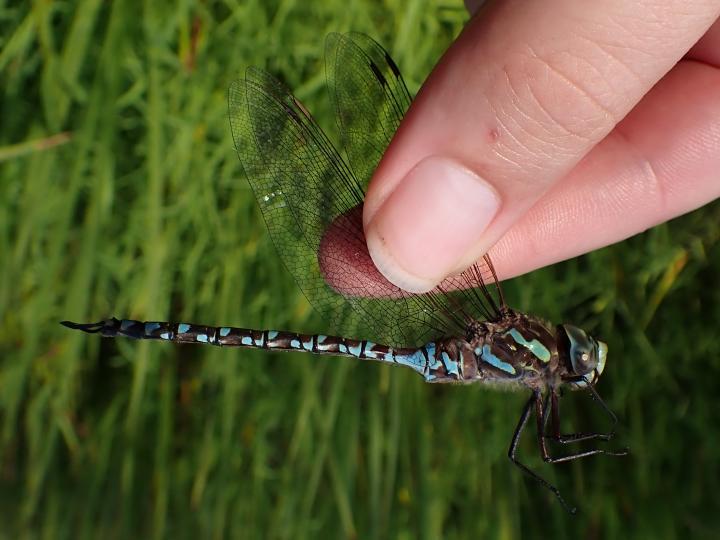 Photo of Canada Darner