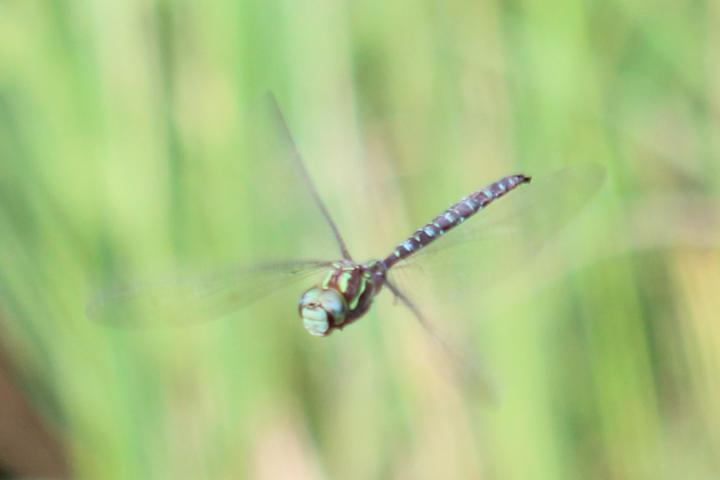 Photo of Shadow Darner