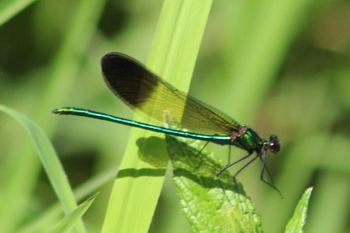 Photo of River Jewelwing