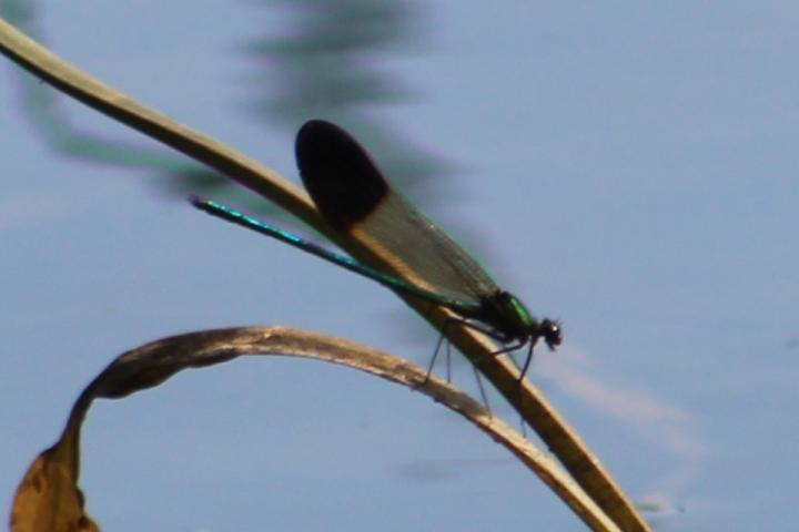 Photo of River Jewelwing