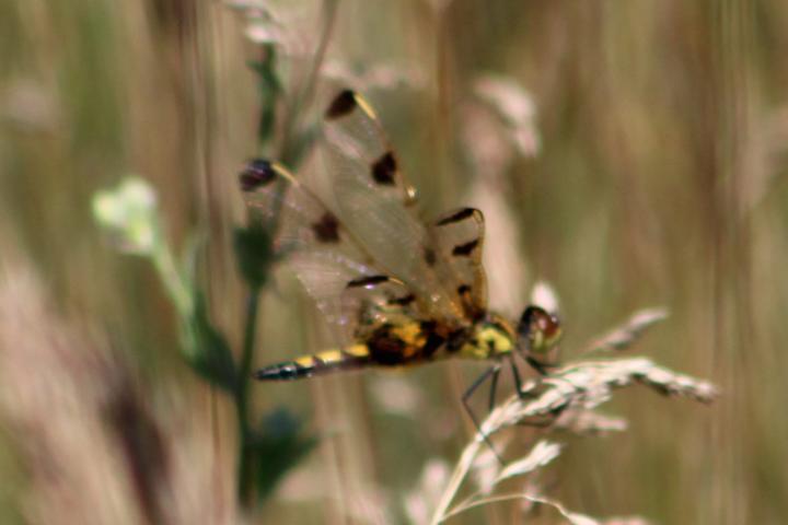 Photo of Calico Pennant