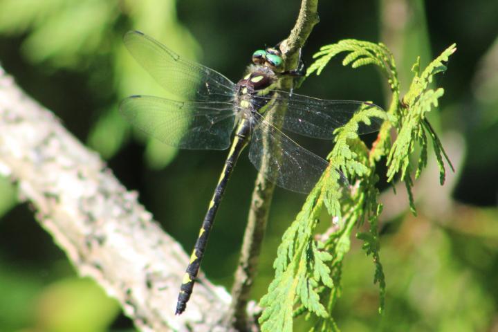 Photo of Arrowhead Spiketail