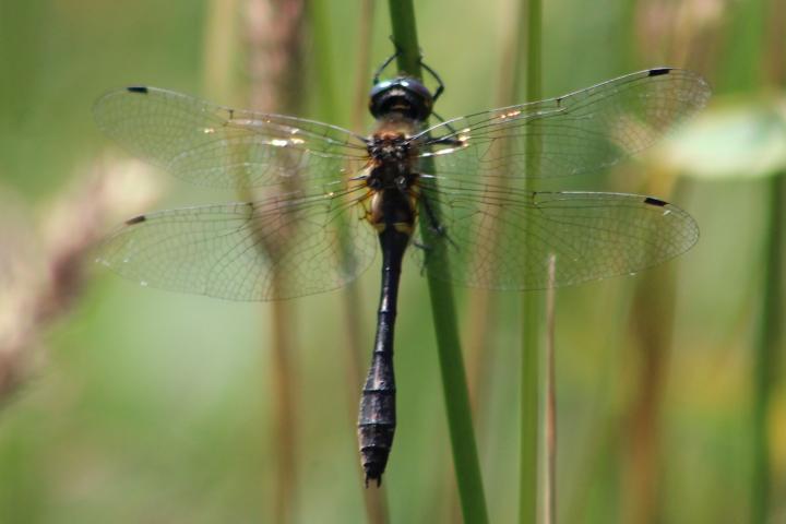 Photo of Racket-tailed Emerald