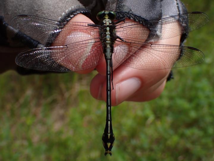 Photo of Black-shouldered Spinyleg