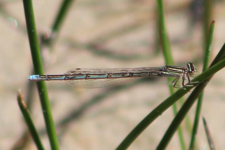 Photo of Double-striped Bluet