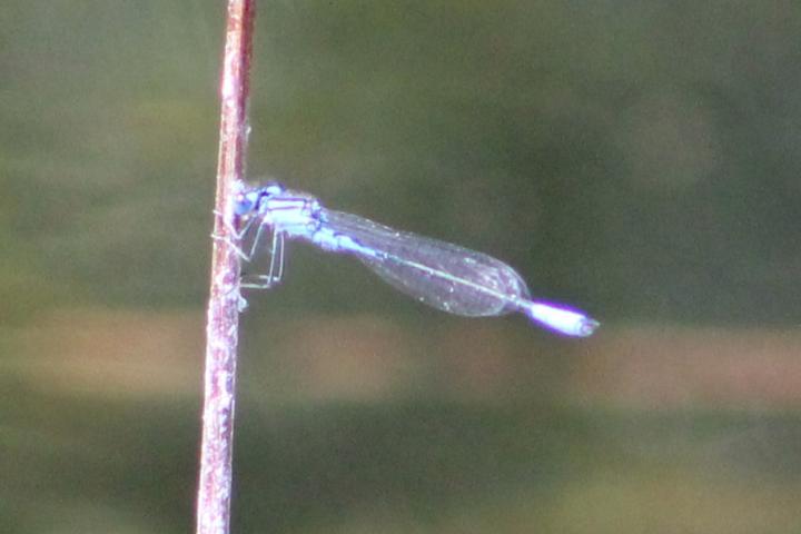 Photo of Azure Bluet