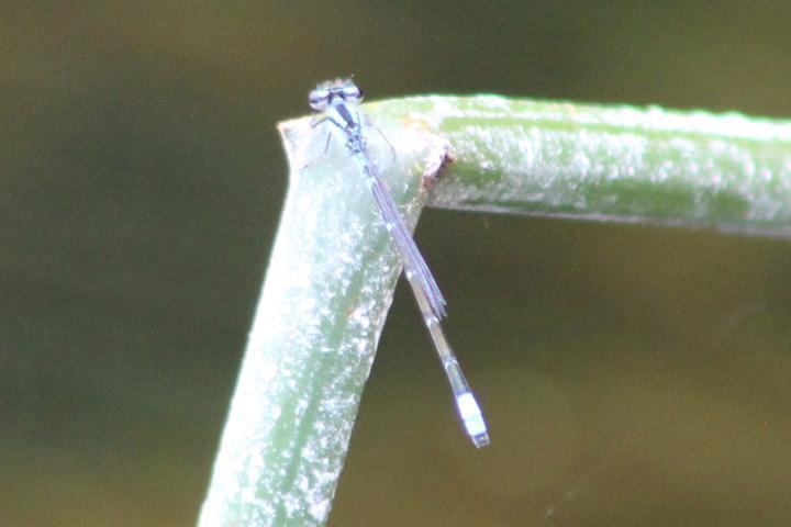 Photo of Skimming Bluet