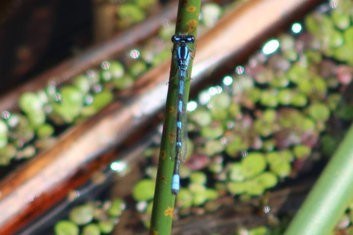 Photo of Tule Bluet