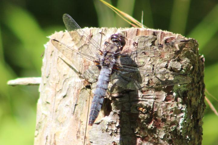 Photo of Chalk-fronted Corporal