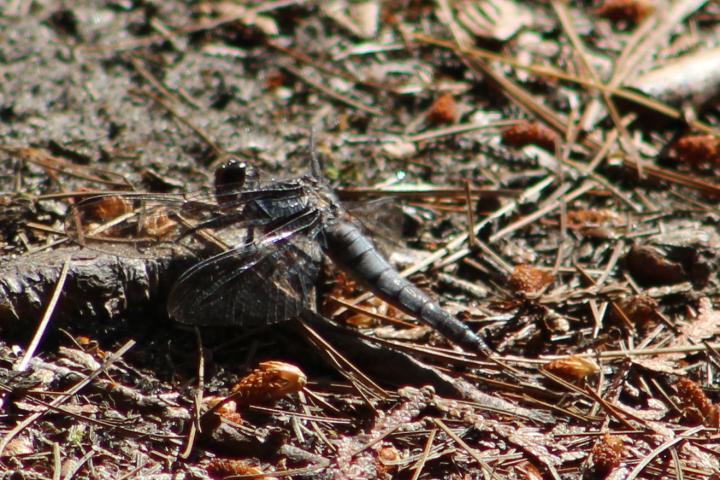 Photo of Chalk-fronted Corporal