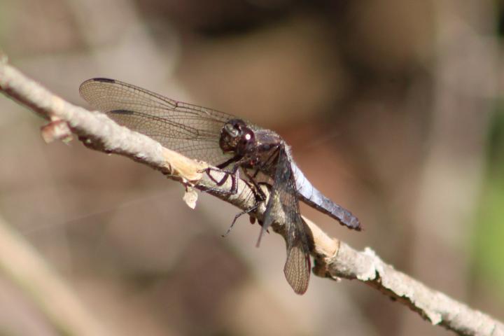 Photo of Chalk-fronted Corporal