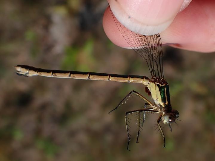 Photo of Emerald Spreadwing