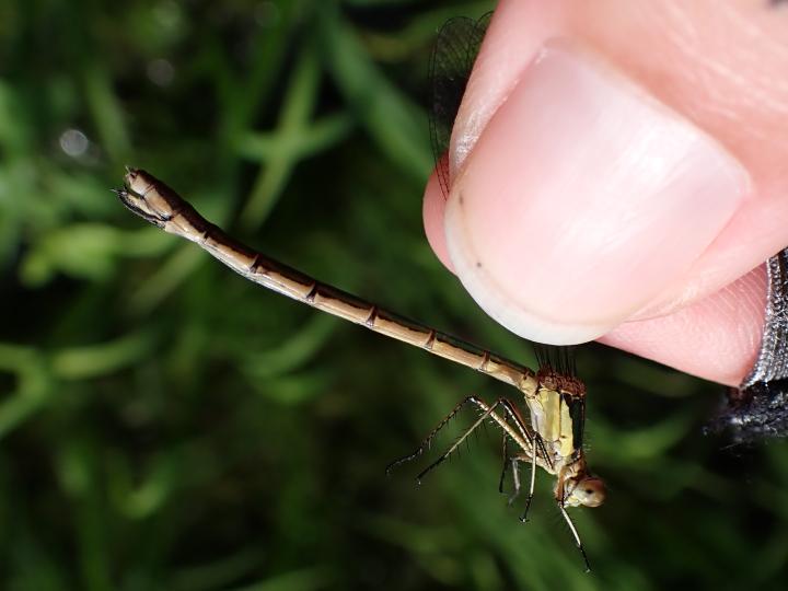 Photo of Emerald Spreadwing