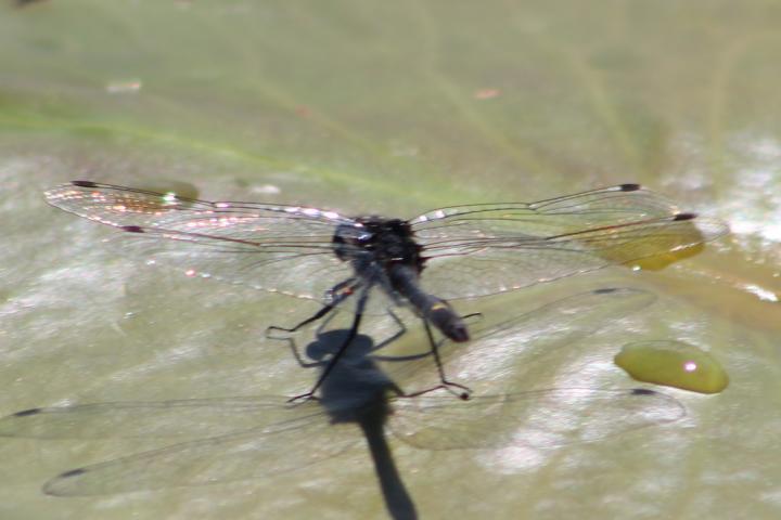 Photo of Dot-tailed Whiteface