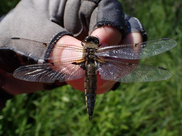 Photo of Four-spotted Skimmer