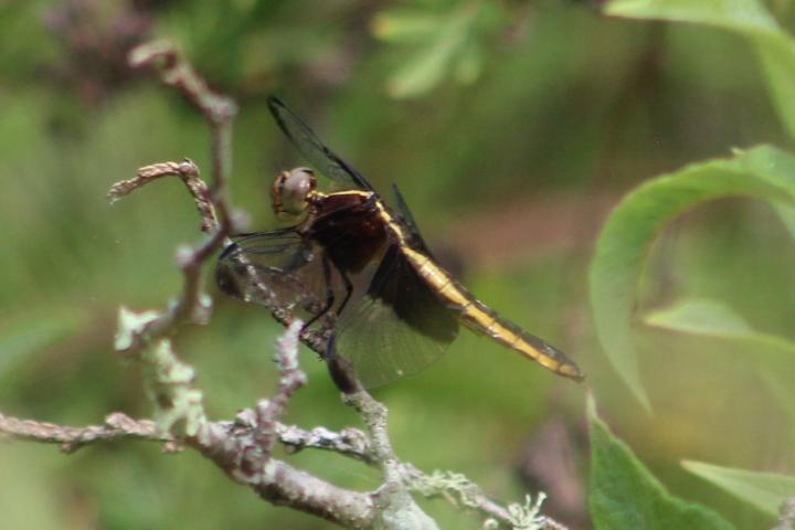 Photo of Widow Skimmer