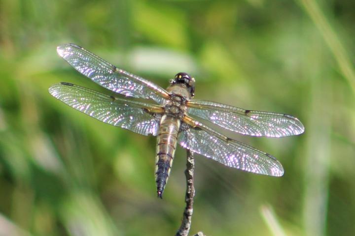 Photo of Four-spotted Skimmer