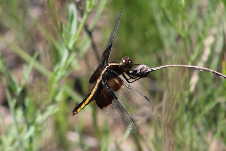 Photo of Widow Skimmer