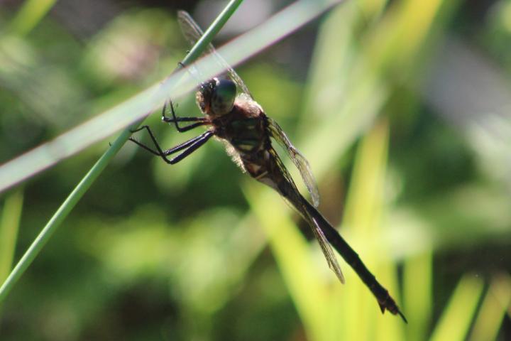 Photo of Hine's Emerald