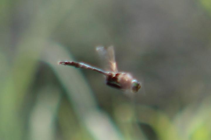 Photo of Brush-tipped Emerald