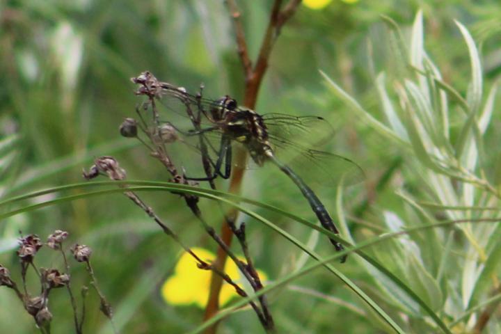 Photo of Hine's Emerald