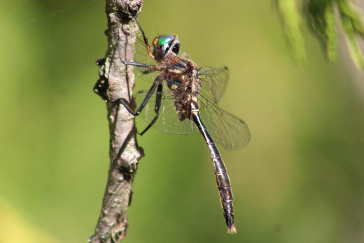 Photo of Brush-tipped Emerald