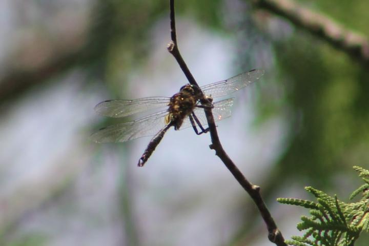 Photo of Brush-tipped Emerald