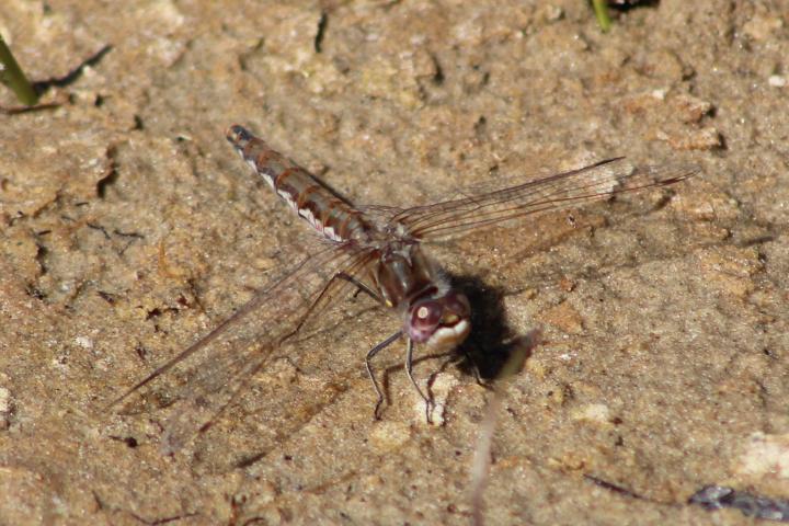 Photo of Variegated Meadowhawk