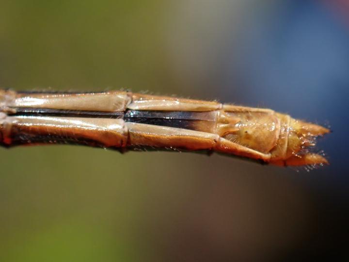 Photo of White-faced Meadowhawk