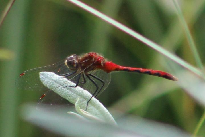 Photo of White-faced Meadowhawk