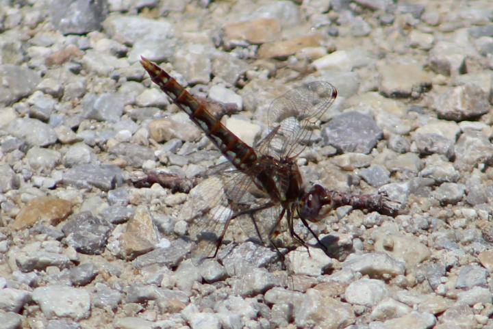 Photo of Variegated Meadowhawk