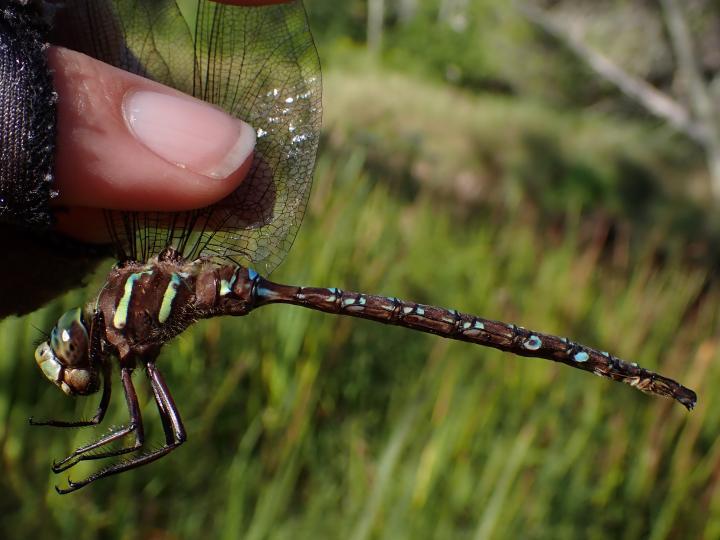Photo of Shadow Darner