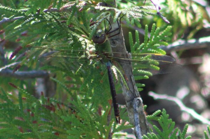 Photo of Common Green Darner