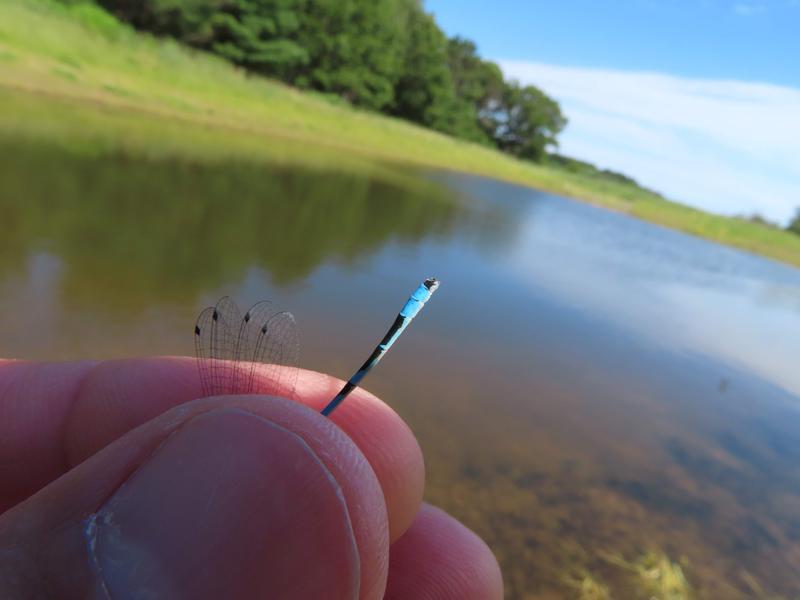 Photo of Hagen's Bluet