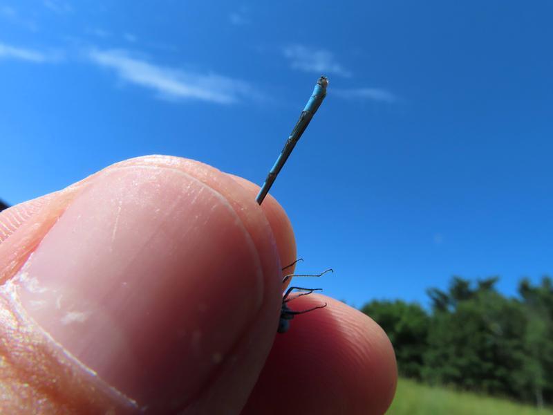 Photo of Marsh Bluet