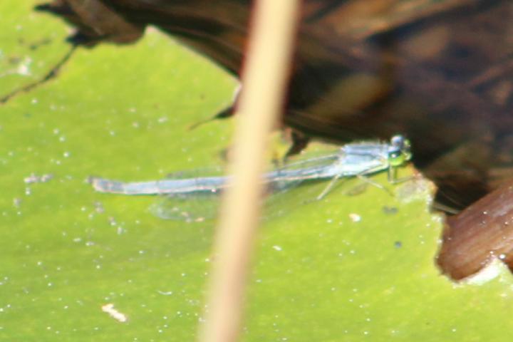 Photo of Eastern Forktail