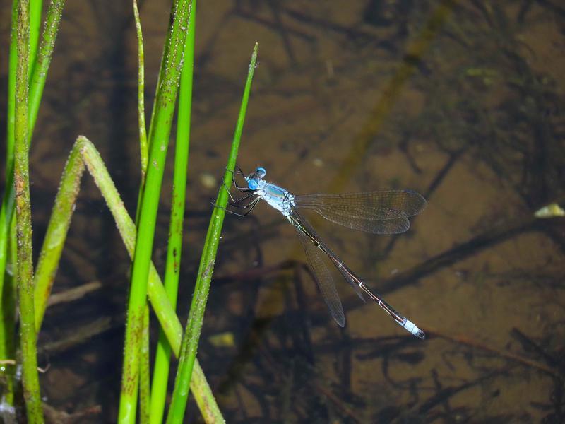 Photo of Amber-winged Spreadwing