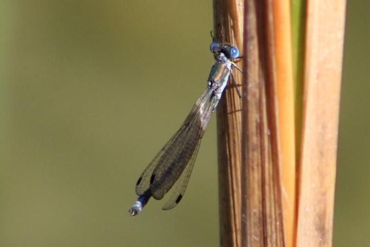 Photo of Emerald Spreadwing