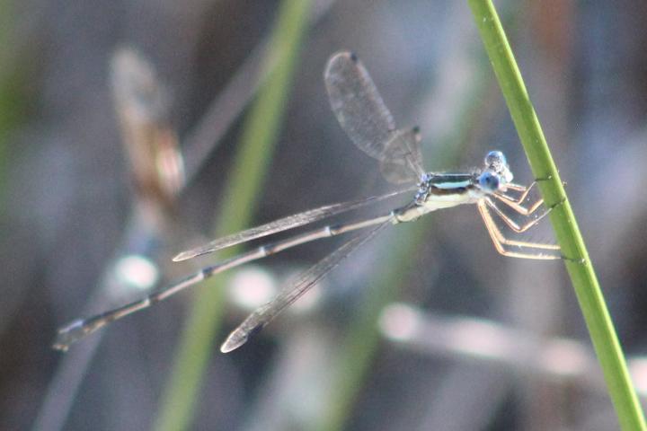 Photo of Slender Spreadwing