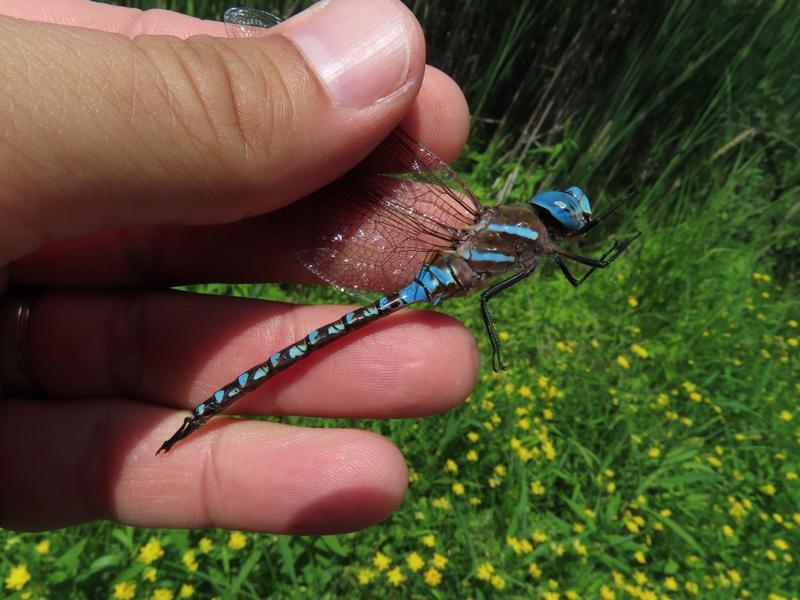 Photo of Blue-eyed Darner