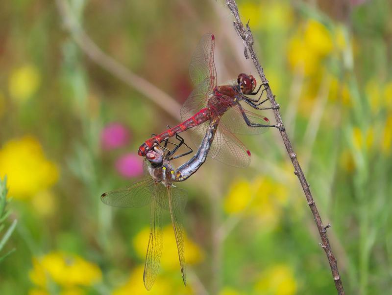 Photo of Variegated Meadowhawk