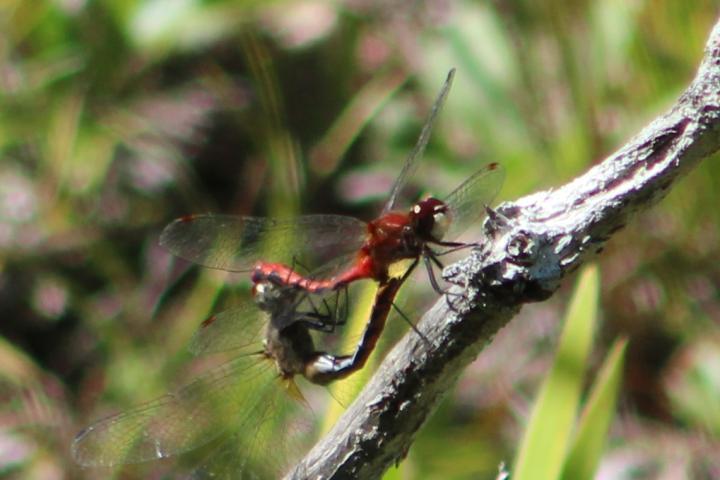 Photo of White-faced Meadowhawk