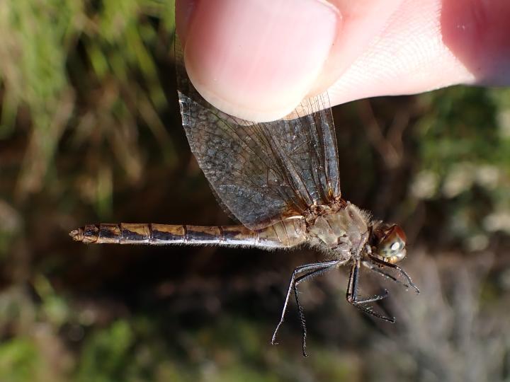 Photo of Autumn Meadowhawk